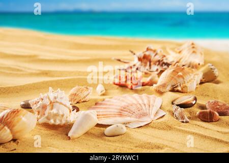 Wunderschöner Sommerstrand mit verschiedenen Muscheln und Seesternen an sandiger Küste und türkisfarbenem Wasser Stockfoto