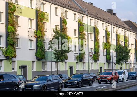 Fassadenbegrünung an Mehrfamilienhäuser, an der Gladbecker Strasse, B224, sie sollen Stickoxid und Feinstaubpartikel aus der Luft filtern, kletternder Wein, blühende Stauden, Gräser, Farne und Efeu wachsen in den vertikalen Gärten, Essen, NRW, Deutschland, Fassadenbegrünung *** Fassadenbegrünung an Mehrfamilienhäusern, an der Gladbecker Strasse, B224, Sie sollen Stickstoffoxide und Feinstaubpartikel aus der Luft filtern, Kletterpflanzen, blühende Stauden, Gräser, Farne und Efeu wachsen in den vertikalen Gärten, Essen, NRW, Deutschland, Fassadenbegrünung Credit: Imago/Alamy Live News Stockfoto