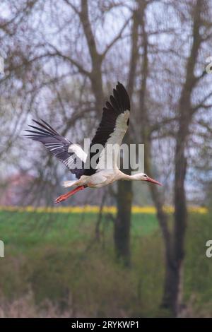 Wunderschöner weißer Storch, der an einem sonnigen Tag über eine Blumenwiese fliegt Stockfoto