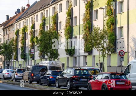 Fassadenbegrünung an Mehrfamilienhäuser, an der Gladbecker Strasse, B224, sie sollen Stickoxid und Feinstaubpartikel aus der Luft filtern, kletternder Wein, blühende Stauden, Gräser, Farne und Efeu wachsen in den vertikalen Gärten, Essen, NRW, Deutschland, Fassadenbegrünung *** Fassadenbegrünung an Mehrfamilienhäusern, an der Gladbecker Strasse, B224, Sie sollen Stickstoffoxide und Feinstaubpartikel aus der Luft filtern, Kletterpflanzen, blühende Stauden, Gräser, Farne und Efeu wachsen in den vertikalen Gärten, Essen, NRW, Deutschland, Fassadenbegrünung Credit: Imago/Alamy Live News Stockfoto