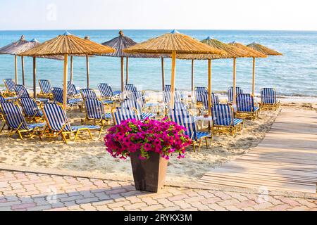 Bunte Blumen am Sandstrand Stockfoto