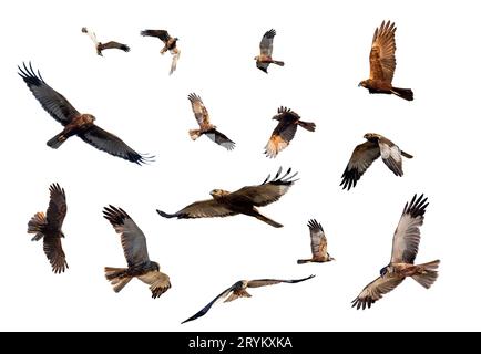 Marsh Harrier, Greifvögel, Europa Wildtiere isoliert auf weiß Stockfoto