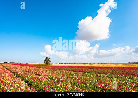 Der Teppich der frischen Blumen Stockfoto