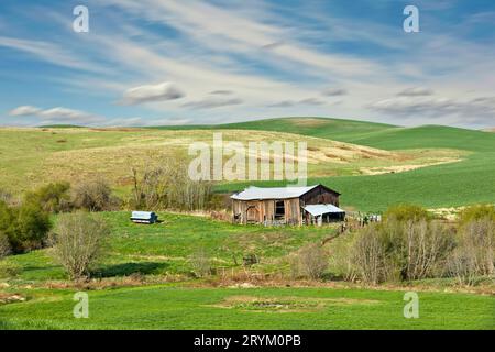 Alte Scheune steht auf einem grünen Feld. Stockfoto