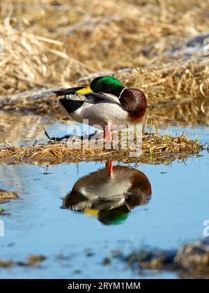 Stockente preens selbst. Stockfoto