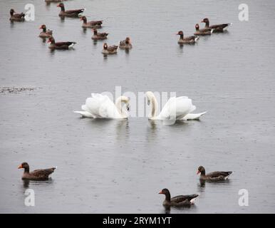 Zwei weiße Schwäne, die sich gegenüberstehen, umgeben von grauen Gänsen auf dem Wasser. Wasservögel in den North Cave Feuchtgebieten East Yorkshire Großbritannien Stockfoto