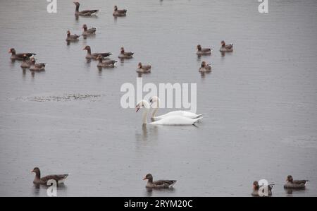 Zwei weiße Schwäne, umgeben von Graugänsen auf dem Wasser. Wasservögel in den North Cave Feuchtgebieten East Yorkshire Großbritannien Stockfoto