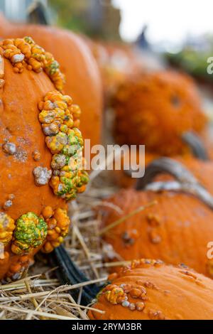 Ein reifer Kürbis zum Verkauf auf Donna's Number 6 Farmer's Market in Florenz, Mississippi. Stockfoto