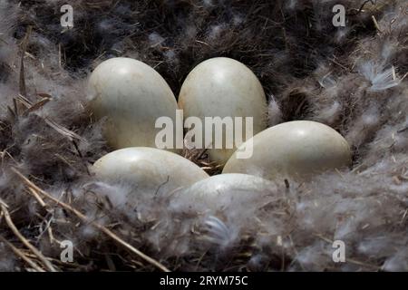 Nest der Kanadischen Gänse (Branta canadensis) Stockfoto