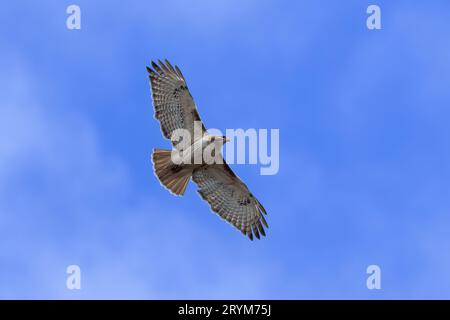 Rot - angebundener Falke (Buteo Jamaicensis) im Flug Stockfoto