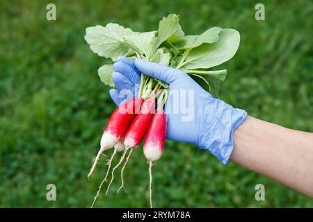 Eine Gärtnerin in blauen Latexhandschuhen hält frische, reife Rettiche in der Hand Stockfoto