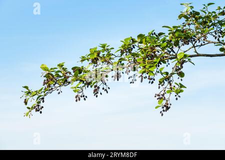 Alnus glutinosa im Frühjahr, Zweig der Erle Stockfoto