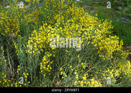 Cytisus purgans, Provence Besen Stockfoto