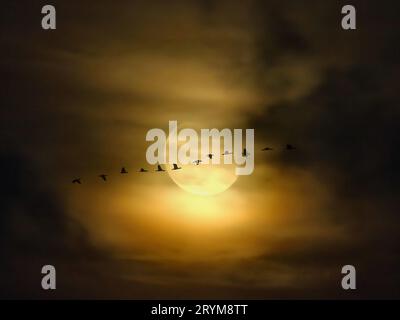 Vollmond in einer bewölkten Nacht mit Gänseschleife Stockfoto