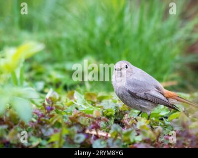 Gewöhnliches Rotstartweibchen (Phoenicurus phoenicurus) oder einfach Rotstartweibchen auf dem Gras. Kleiner Singvogel der Gattung Phoenicurus Stockfoto