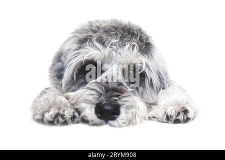 Kleiner schwarz-weißer Miniatur-Schnauzer-Hund mit lustigem Gesicht, der die Kamera auf weißem Hintergrund betrachtet Stockfoto