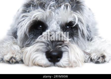 Kleiner schwarz-weißer Miniatur-Schnauzer-Hund mit lustigem Gesicht, der die Kamera auf weißem Hintergrund betrachtet Stockfoto