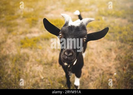 Junge Ziege Kind mit kleinen Hörnern, in die Kamera schaut, verschwommenes Bauernhof im Hintergrund Stockfoto