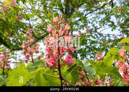 Leuchtend rot blühender Baum in voller Blüte im Frühling, hoch und stolz in einem wunderschönen Park. Stockfoto