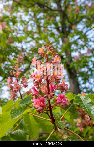 Leuchtend rot blühender Baum in voller Blüte im Frühling, hoch und stolz in einem wunderschönen Park. Stockfoto