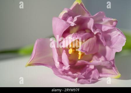 Schöner floraler Hintergrund von lila Tulpen Nahaufnahme. Stockfoto