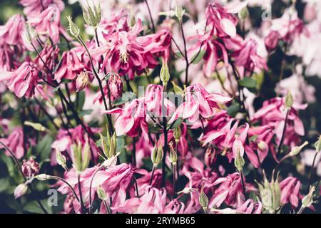 Sommer Hintergrund mit blühenden rosa Aquilegia Blumen. Wunderschöne Naturszene. Kräftige Farben Stockfoto