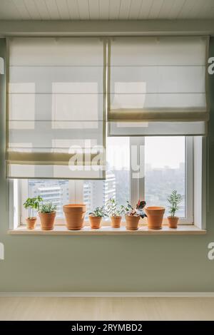 Terrakotta-Töpfe auf einem großen hellen Fenster. Stockfoto