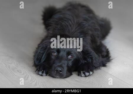 Porträt eines schwarzen Hundes, der auf dem Boden liegt Stockfoto