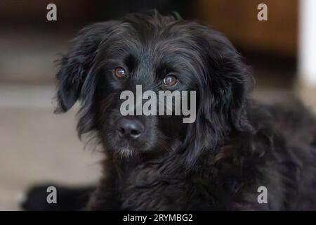 Porträt eines schwarzen Hundes, der auf dem Boden liegt Stockfoto