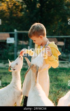 Der kleine Junge füttert auf einem Bauernhof weiße Ziegen mit Karotten. Das Leben auf dem Bauernhof. Stockfoto