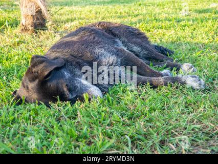 Schwarzer Obdachloser Hund schläft auf dem Gras. Ruhen Sie sich mit dem Hund aus. Gut gefütterter Brief. Tiere im Park Stockfoto