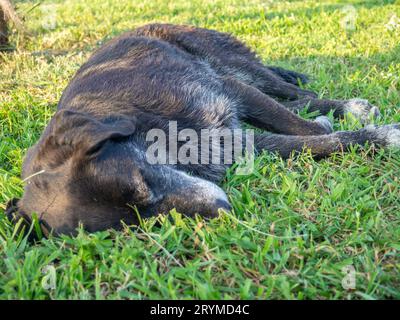 Schwarzer Obdachloser Hund schläft auf dem Gras. Ruhen Sie sich mit dem Hund aus. Gut gefütterter Brief. Tiere im Park Stockfoto