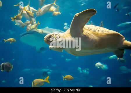 Eine grüne Meeresschildkröte (Chelonia mydas) zusammen mit einem Walhai, Schweinswal und anderen Meerestieren im Georgia Aquarium in der Innenstadt von Atlanta. (USA) Stockfoto