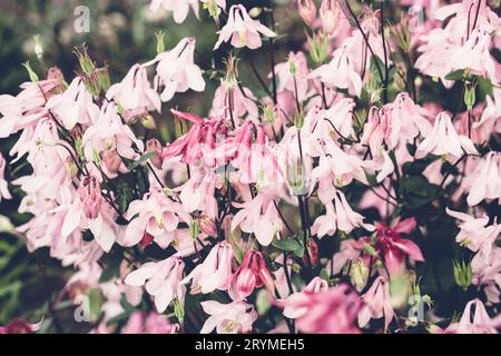 Sommer Hintergrund mit blühenden rosa Aquilegia Blumen. Wunderschöne Naturszene. Kräftige Farben Stockfoto