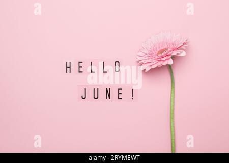 Hallo Juni Text und rosa Gerbera Blume auf rosa Hintergrund. Hallo June Konzept Stockfoto