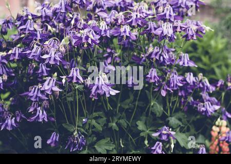 Sommerhintergrund mit blühenden violetten Aquilegien-Blüten. Kräftige Farben. Wunderschöne Naturszene Stockfoto