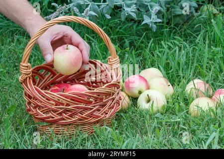 Pflaumen und Äpfel in den Korbkörben auf grünem Gras pflücken. Stockfoto