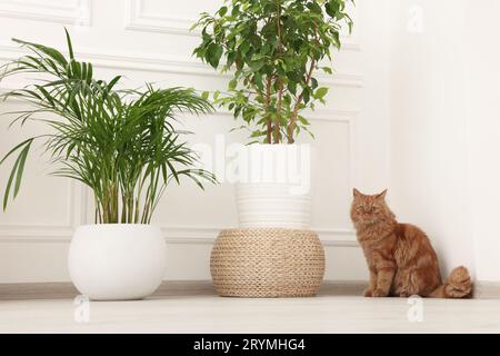 Entzückende Katze in der Nähe von grünen Zimmerpflanzen auf dem Boden zu Hause Stockfoto