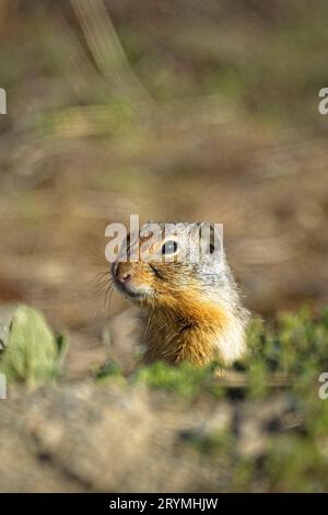 Niedliches, gemahlenes Eichhörnchen, das aus dem Loch guckt. Stockfoto