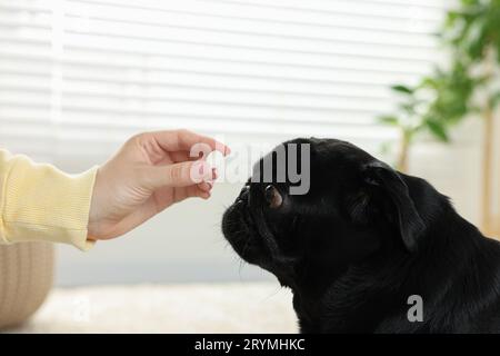 Frau, die dem süßen Mops-Hund Pille im Zimmer gibt, Nahaufnahme Stockfoto