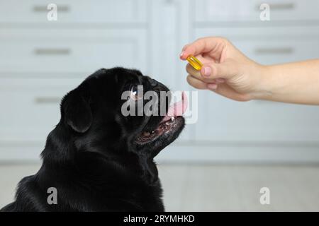 Frau, die dem süßen Mops-Hund Pille im Zimmer gibt, Nahaufnahme Stockfoto