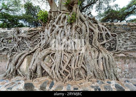 Gewirr von massiven Stamm Wurzeln in Fasil Ides Badewanne, Königreich Pool. Gondar, Äthiopien Stockfoto
