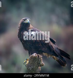 Iberischer Kaiseradler thront auf einem Baumstamm Stockfoto