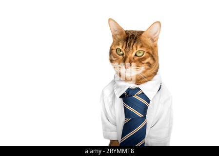 Geschäftskatze in einem Hemd mit Krawatte auf weißem Hintergrund. Stockfoto