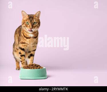 Bengalische Katze und eine Schüssel voller Trockenfutter auf farbigem Hintergrund. Stockfoto