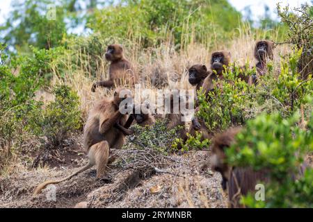 Endemisches Gelada, Theropithecus gelada, in Debre Libanos, Simien Berg, äthiopische Tierwelt Stockfoto