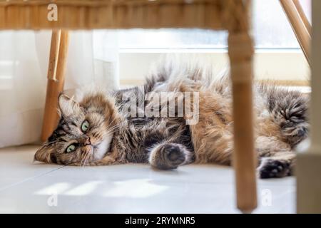 Entzückende flauschige Katze, die morgens zu Hause entspannen kann Stockfoto