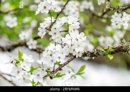 Nahaufnahme eines Kirschblütenbaums, Frühlingszeit Stockfoto