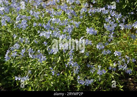 Phlox Divaricata, wilde blaue phlox Stockfoto