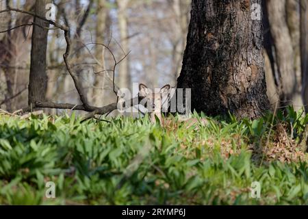 Weißschwanzhirsch oder Virginia-Hirsch (Odocoileus virginianus) Stockfoto